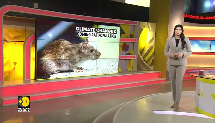 Rat population rising with climate change