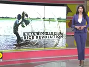 Sustainable rice for a changing climate