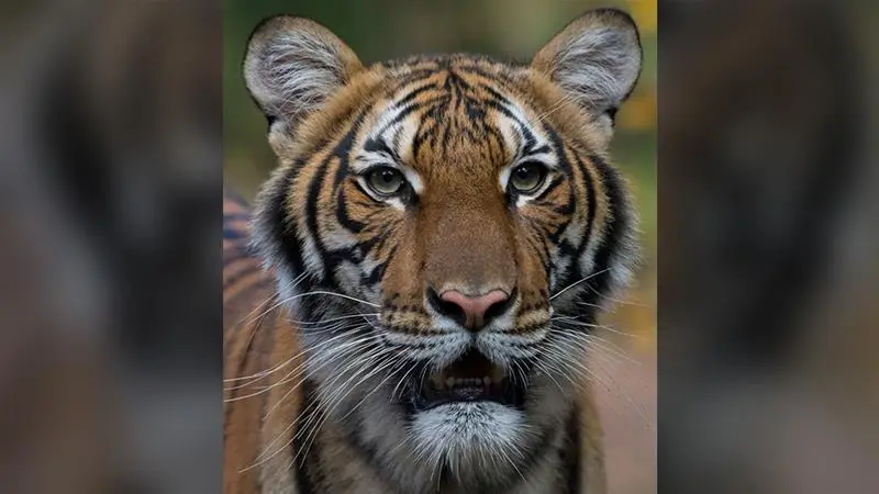 India: Woman killed in tiger attack in Kerala's Wayanad; order issued to kill or capture animal, says minister