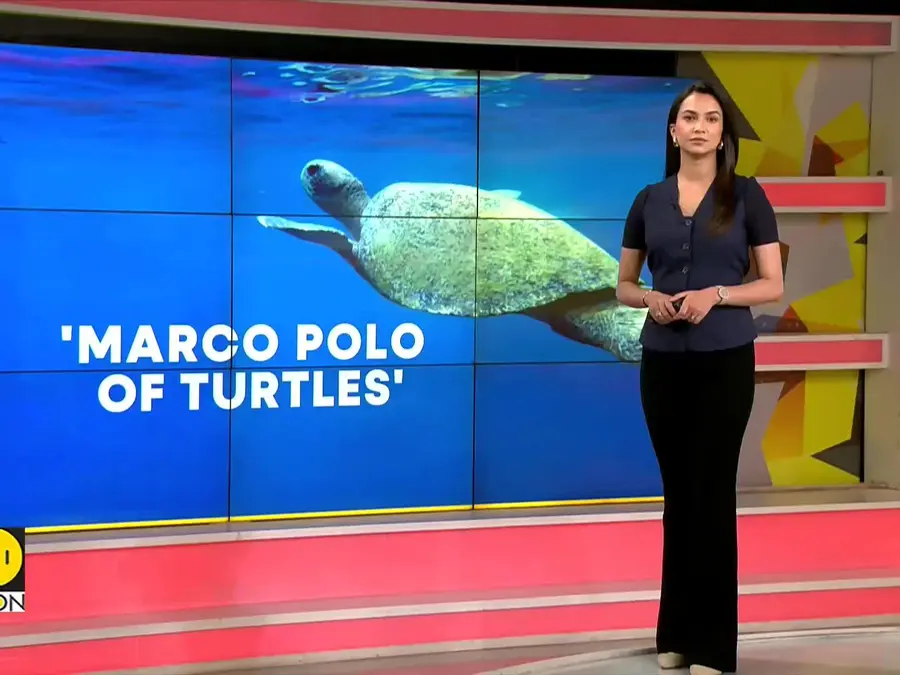 Endangered Olive Ridley turtle travels 3,500 km across India