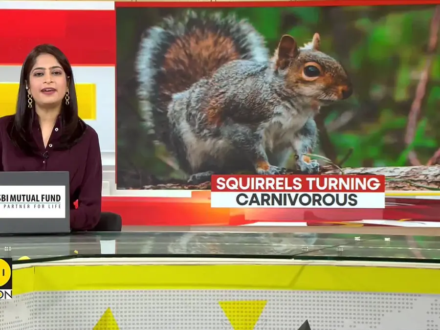 GRAVITAS: California Squirrels Turning Into Carnivorous Killers