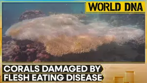 Great Barrier Reef hit by coral bleaching