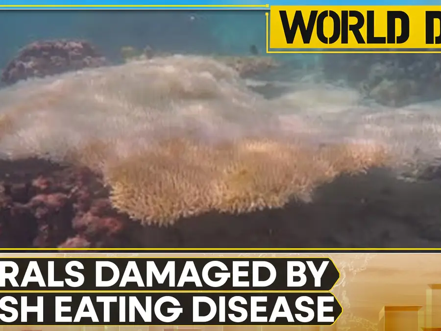 Great Barrier Reef hit by coral bleaching