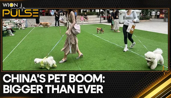 China’s pet healthcare demand skyrockets