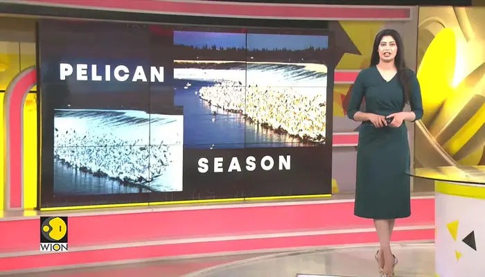 Pelican migration brings economic benefits to Petatan