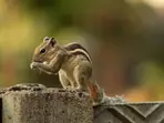 Squirrels hunt and eat voles, pull their flesh from torso, claim researchers