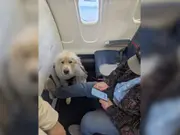 American Delta Airlines passenger shares 'ruff' story after getting bumped for a dog. Here's what happened