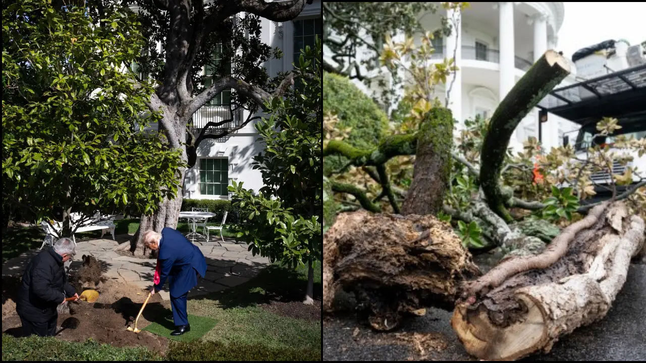 Jackson Magnolia cut down: When a drunk man crashed a plane into the historic tree Jackson Magnolia cut down: When a drunk man crashed a plane into the historic tree