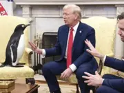 'Did you use AI?' Trump’s Commerce Secretary gives BIZZARE reason for slapping tariffs on penguins: Here’s why Trump did it