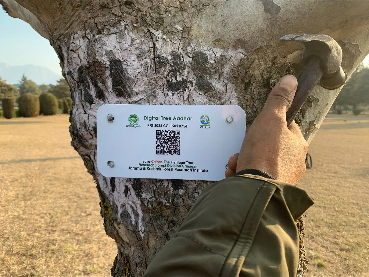 Authorities geo tagging Chinar trees in Kashmir Valley to conserve rich natural heritage Authorities geo tagging Chinar trees in Kashmir Valley to conserve rich natural heritage