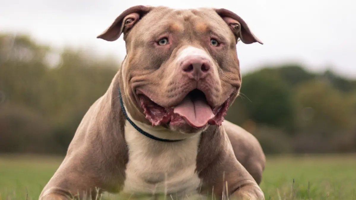 UK bans XL Bully dog, people opt for THIS breed known as ‘killing machine’ UK bans XL Bully dog, people opt for THIS breed known as ‘killing machine’
