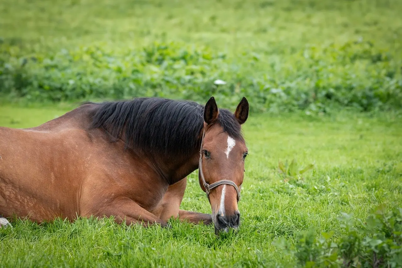 Bihar man spends over $13,000 to buy horse; know more about this stunning breed