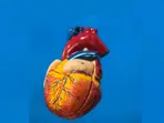 Study reveals damaged hearts may hold self-healing ability
