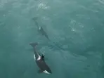 Two male orcas on gruesome killing spree are ripping out shark livers