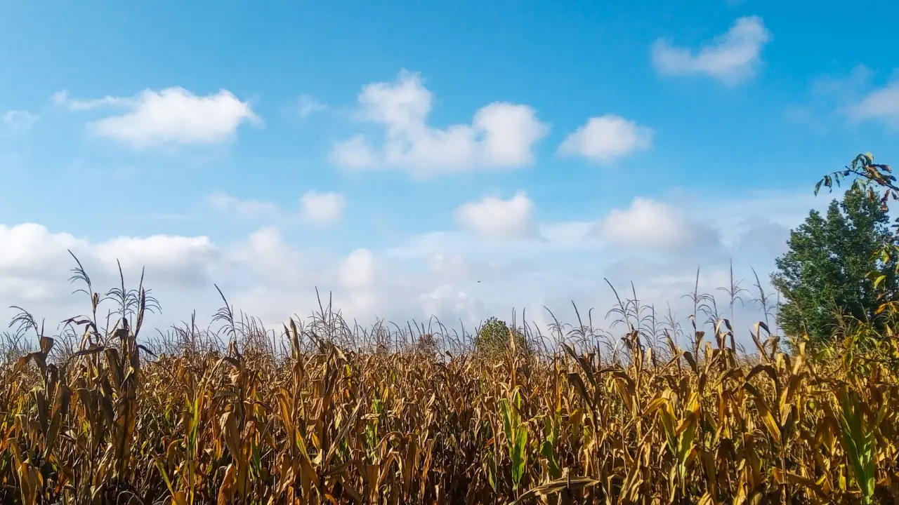 Grain ethanol has potential to boost Indian farmers' income by $350 billion: Report Grain ethanol has potential to boost Indian farmers' income by $350 billion: Report
