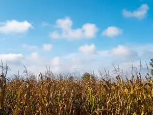 Grain ethanol has potential to boost Indian farmers' income by $350 billion: Report