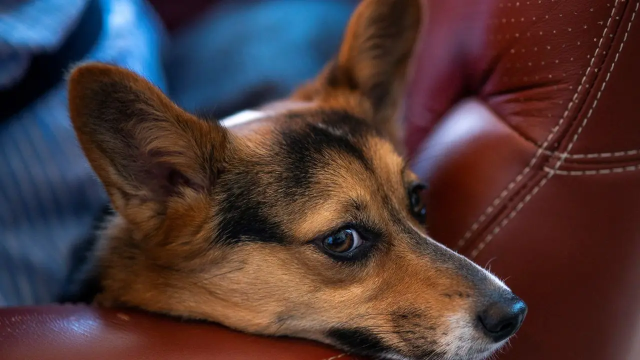 Canine heroes: How dogs are protecting world's vineyards from threats Canine heroes: How dogs are protecting world's vineyards from threats