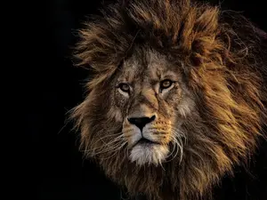 Pakistani man critically injured in lion attack while filming TikTok video