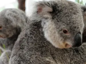 Australia shoots koalas dead from helicopter in euthanasia operation orphaning several joeys