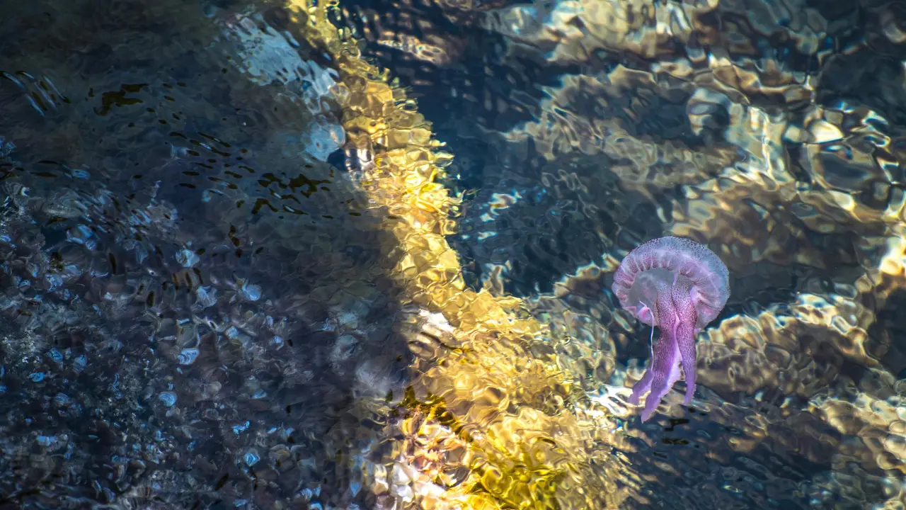 Organism equivalent to weight of 250 million elephants hiding inside world's oceans Organism equivalent to weight of 250 million elephants hiding inside world's oceans
