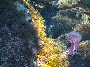 Organism equivalent to weight of 250 million elephants hiding inside world's oceans