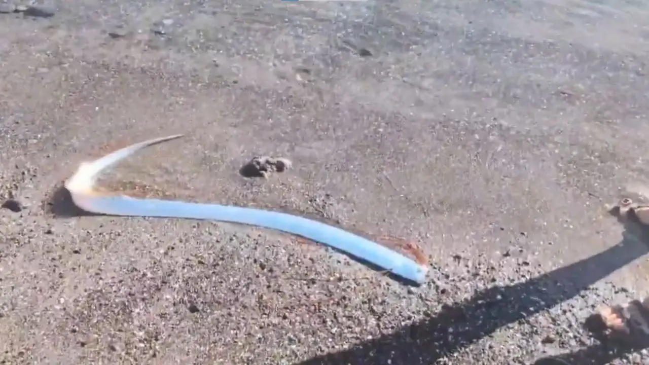 Watch | ‘Doomsday fish’ spotted at Mexican coast. Is this a warning for world?