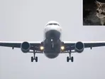 Cat 'hijacks' Ryanair flight to Germany, causing two-day delay