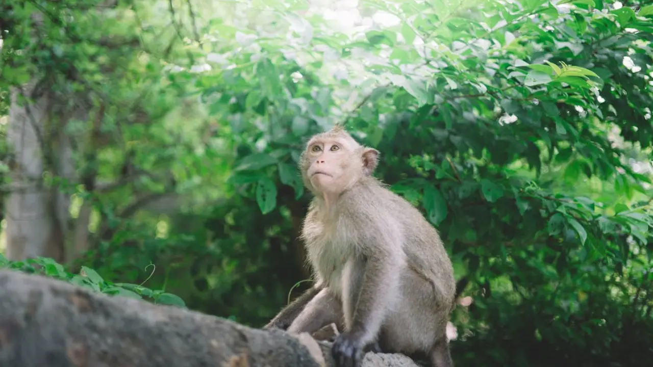 Monkey's surprise visit to grid sparks nationwide blackout in Sri Lanka Monkey's surprise visit to grid sparks nationwide blackout in Sri Lanka