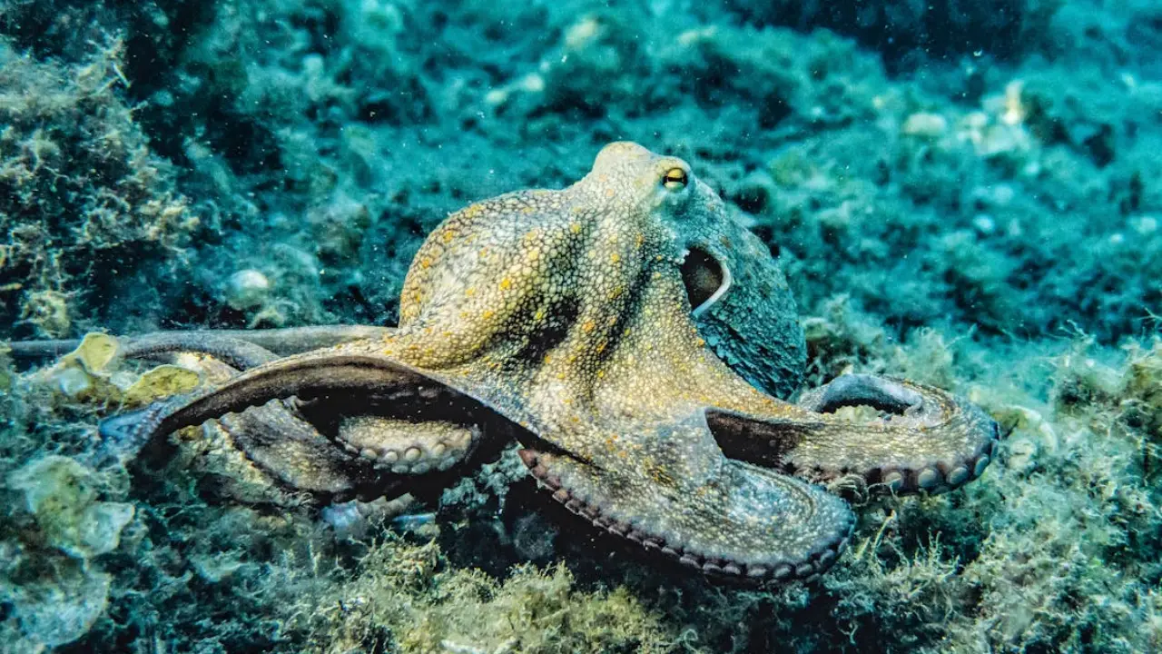 Study reveals octopuses may have oldest known sex chromosomes Study reveals octopuses may have oldest known sex chromosomes
