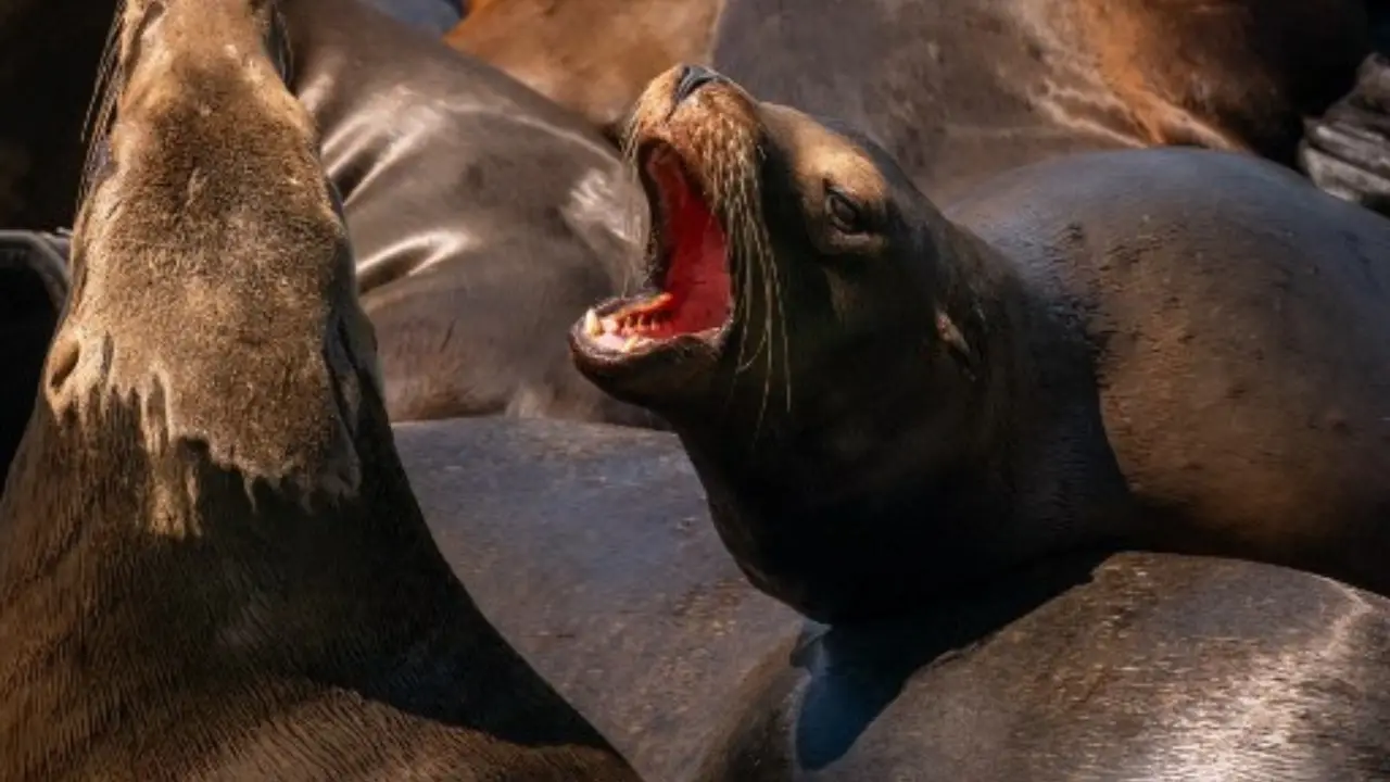 Sea lions in California are turning 'demonic', 'lethargic' and appear to be 'stargazing' Sea lions in California are turning 'demonic', 'lethargic' and appear to be 'stargazing'