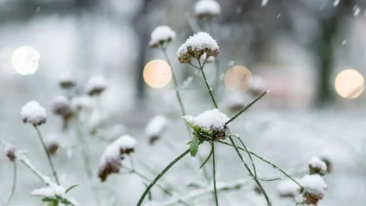 Chinese tourist village apologises for fake snow made of cotton wool Chinese tourist village apologises for fake snow made of cotton wool