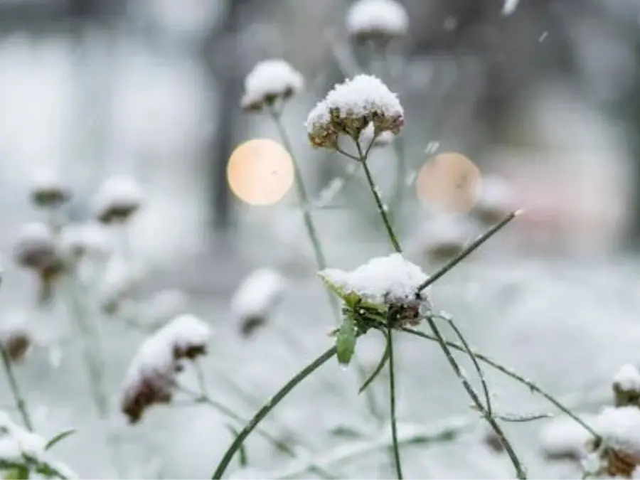 Chinese tourist village apologises for fake snow made of cotton wool