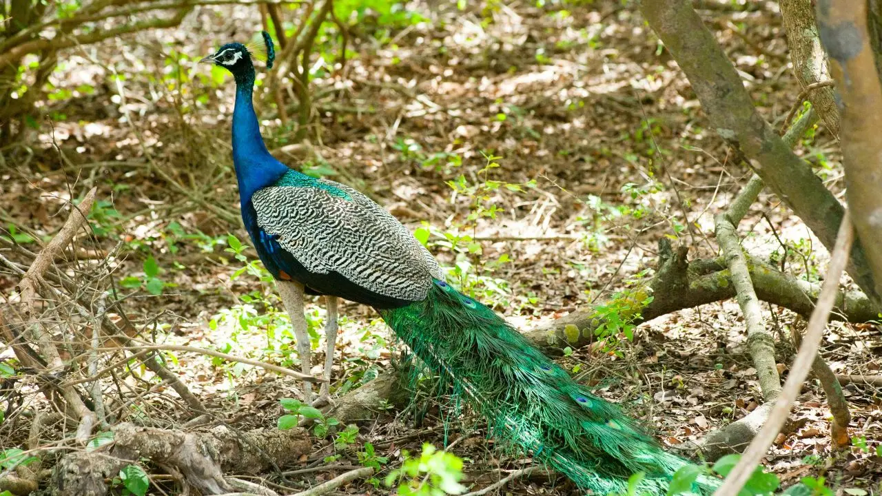 Over 80 peacocks die in Pakistan’s Tharparkar following a mysterious illness amid heat and lack of water Over 80 peacocks die in Pakistan’s Tharparkar following a mysterious illness amid heat and lack of water