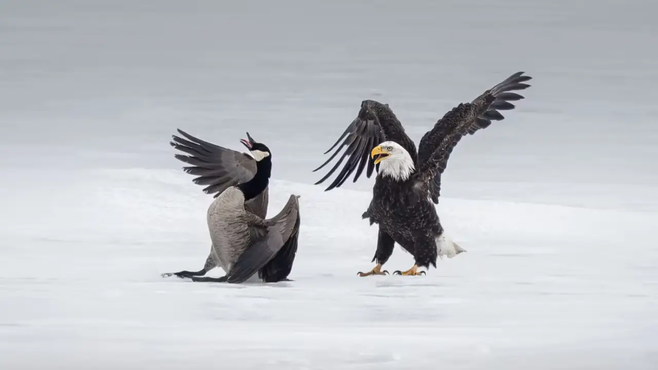 Nature knows? Canadian goose - Bald Eagle 20-minute fight seen as symbol of strained US-Canada ties Nature knows? Canadian goose - Bald Eagle 20-minute fight seen as symbol of strained US-Canada ties