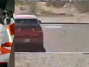 Video: Owner leaves malnourished puppy in Arizona desert and drives away