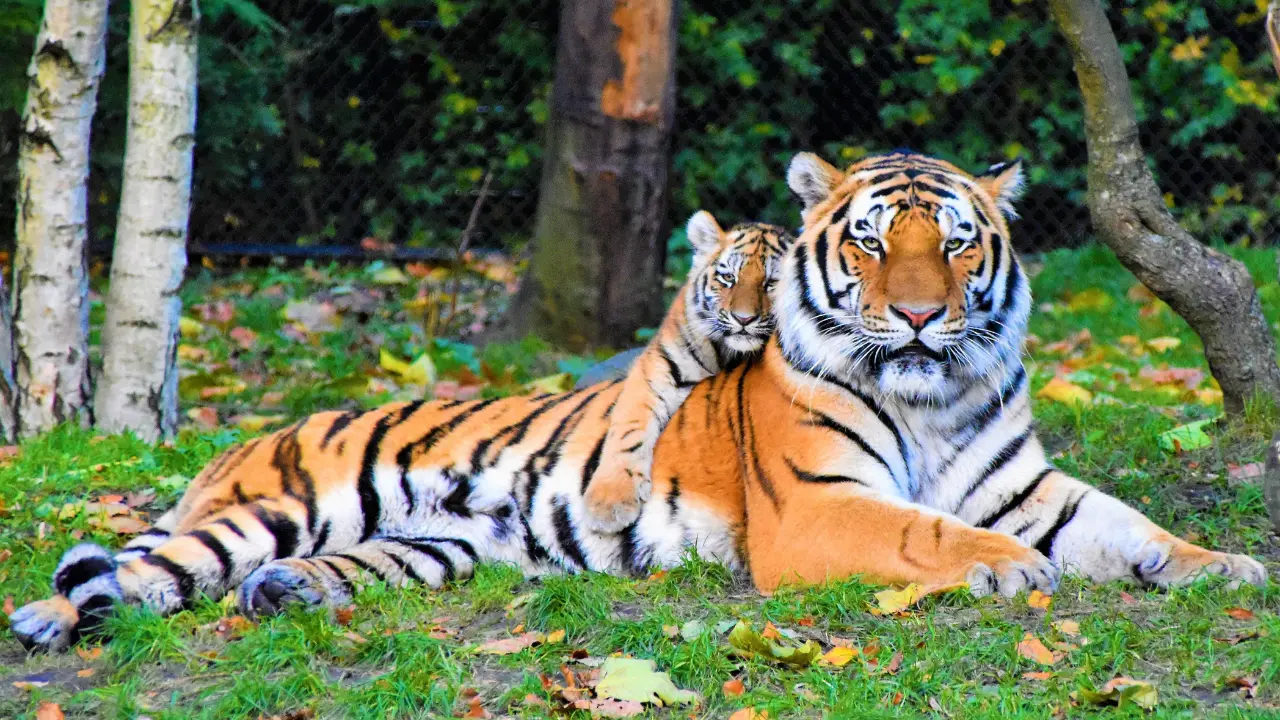 Tiger chasing in Madhya Pradesh is more legendary than one can ever imagine Tiger chasing in Madhya Pradesh is more legendary than one can ever imagine