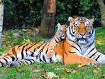 Tiger chasing in Madhya Pradesh is more legendary than one can ever imagine