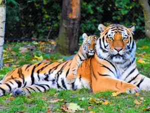 Tiger chasing in Madhya Pradesh is more legendary than one can ever imagine