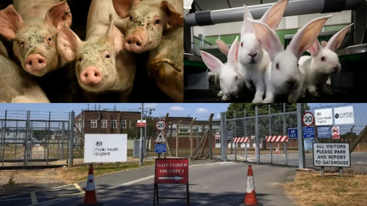 Secret UK military lab 'blew up', 'poisoned' thousands of animals Secret UK military lab 'blew up', 'poisoned' thousands of animals