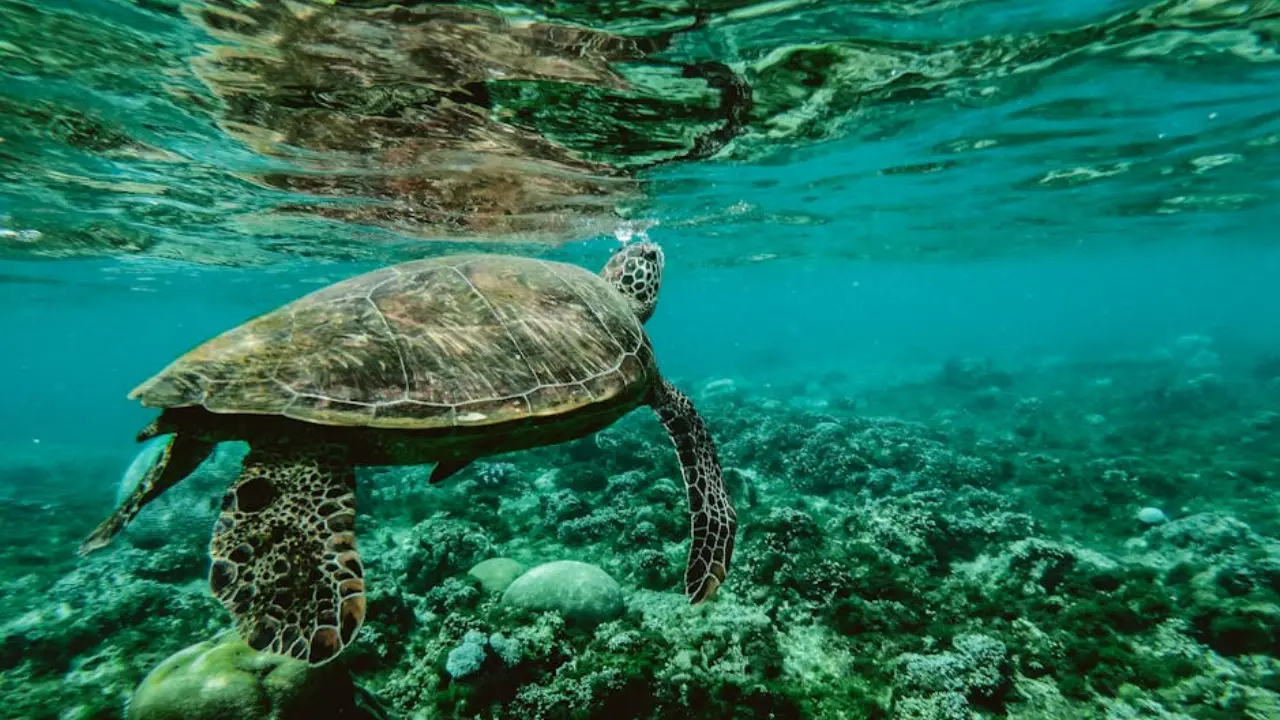 Study finds ‘forever chemicals’ impacting wildlife health Study finds ‘forever chemicals’ impacting wildlife health