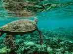 Study finds ‘forever chemicals’ impacting wildlife health
