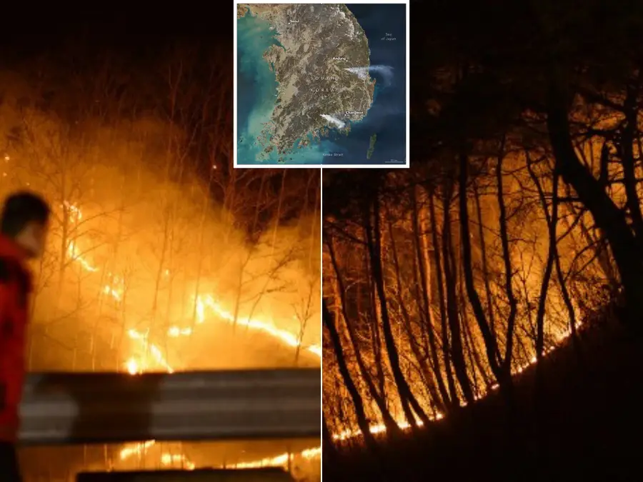 South Korea: Did a man clearing grandparents' gravesite trigger massive wildfires? Probe underway