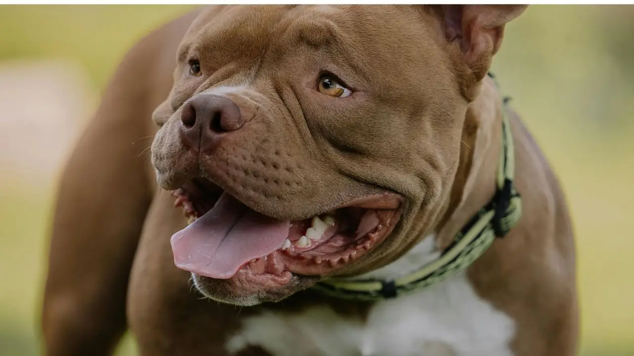Video of Pit bulls attacking police during drug raid goes viral | WATCH Video of Pit bulls attacking police during drug raid goes viral | WATCH