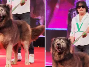 Wolfdog worth $5.7 million: Indian man brings home world's most expensive dog
