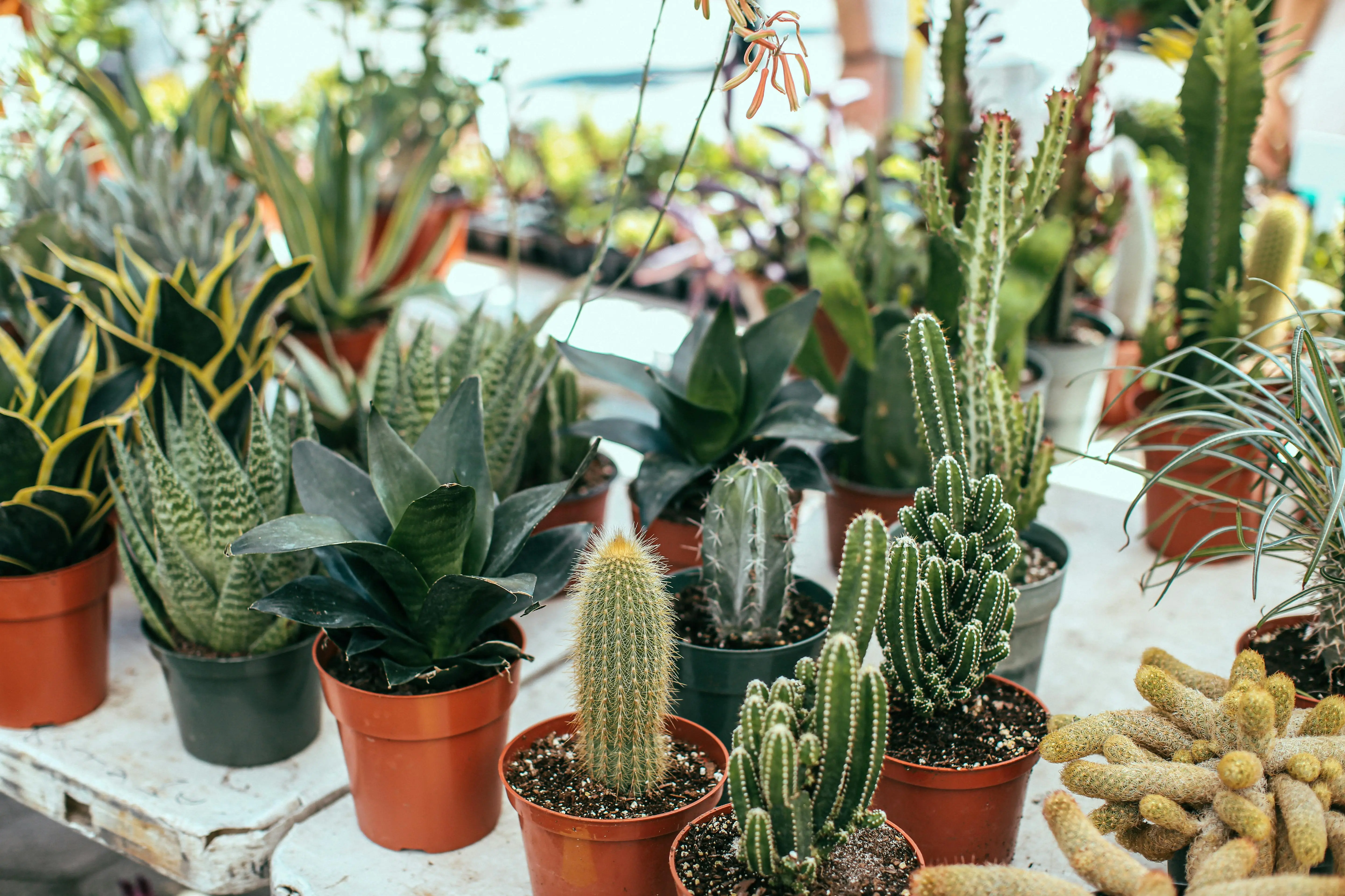 South Africa's 'super-strange looking' plants being poached