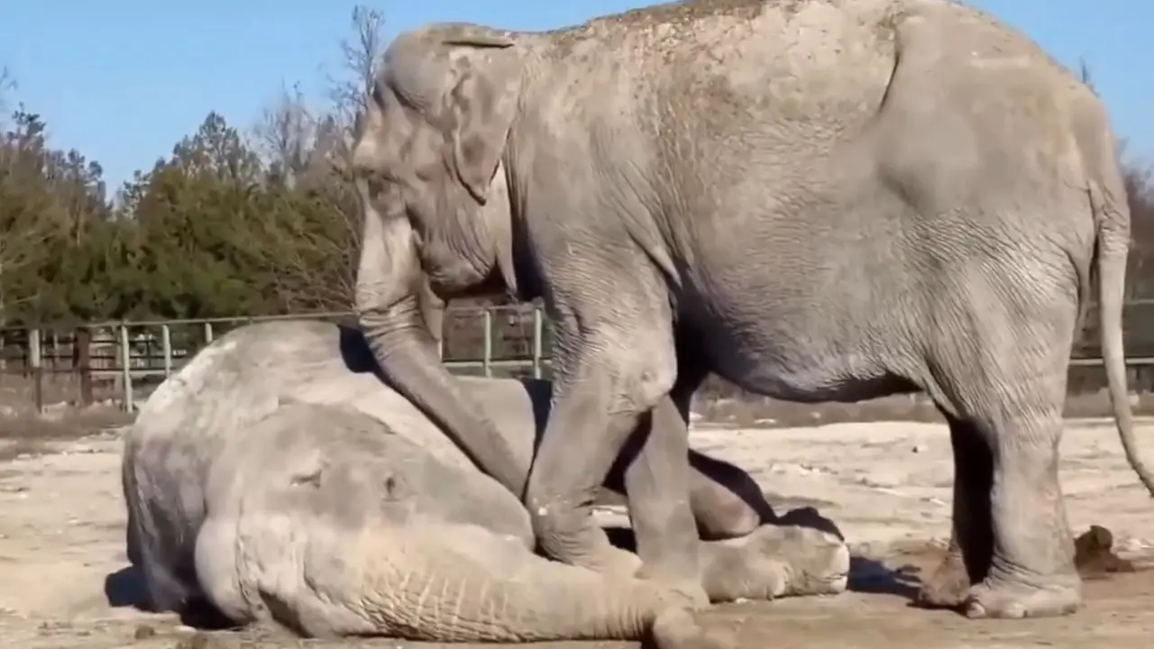 WATCH| Circus elephant mourns for her deceased partner, refuses to leave