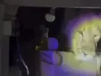 Watch | Lion enters Gujarat house, spotted peeking into the kitchen; video goes viral