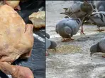 Chinese restaurant caught serving street pigeon as duck, nauseating scenes emerge. Video