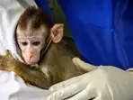 Is Trump to blame? Lab animals at Harvard may be euthanised due to US funding freeze