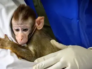 Is Trump to blame? Lab animals at Harvard may be euthanised due to US funding freeze